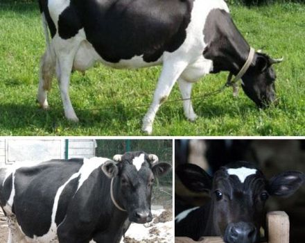 Description et caractéristiques des vaches de la race Yaroslavl, leurs avantages et leurs inconvénients