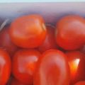 Description of the hybrid variety of Chibli tomato, its cultivation