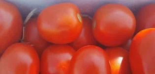 Description of the hybrid variety of Chibli tomato, its cultivation