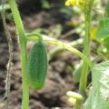 Cómo cultivar pepinos en campo abierto en la región de Leningrado, las mejores variedades.