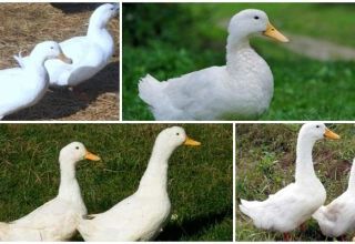 Description and characteristics of the Blagovar breed ducks, conditions of detention