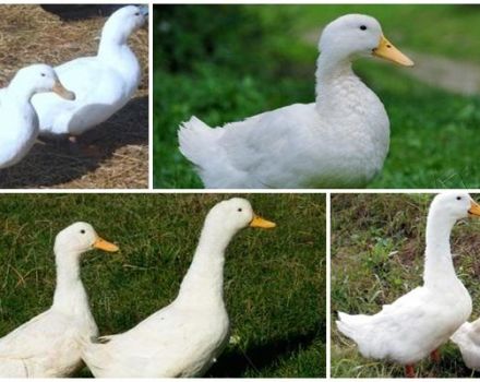 Description and characteristics of the Blagovar breed ducks, conditions of detention