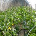 Paano palaguin at pangalagaan ang mga courgette sa isang polycarbonate greenhouse