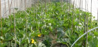 Comment faire pousser et entretenir les courgettes dans une serre en polycarbonate