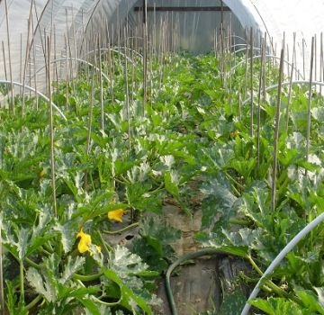 How to grow and care for courgettes in a polycarbonate greenhouse