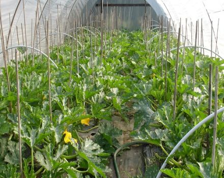 How to grow and care for courgettes in a polycarbonate greenhouse