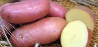 Description of the Krasavchik potato variety, features of cultivation and care