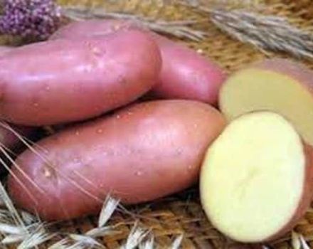 Description of the Krasavchik potato variety, features of cultivation and care