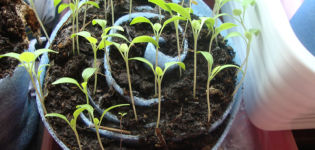 How to plant and grow tomatoes in a snail for seedlings