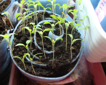 Comment planter et faire pousser des tomates dans un escargot pour les semis