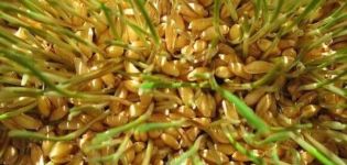 How to germinate wheat for chickens at home and at what age you can give