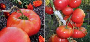 Description of the tomato variety Lopatinsky and its characteristics