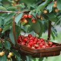 Descripción de la variedad de cereza Fatezh, cuidado y polinización, elección del sitio de plantación.