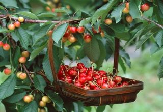 Descripción de la variedad de cereza Fatezh, cuidado y polinización, elección del sitio de plantación.