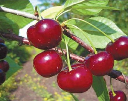 Description et caractéristiques de la variété de cerises Shubinka, rendement, plantation et entretien