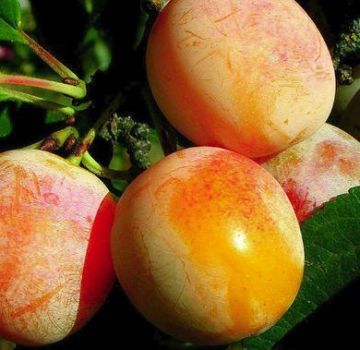 Penerangan mengenai varieti plum Medovaya, teknologi penanaman, penjagaan dan pemangkasan, penyerbuk