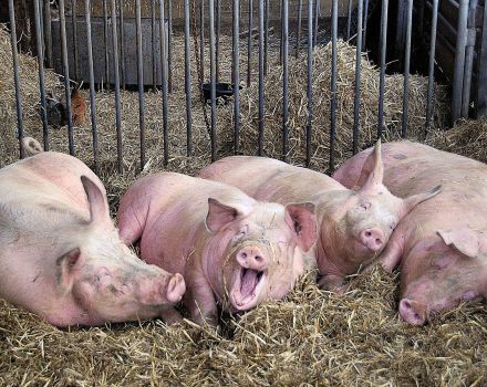 L'agent causal et les causes de la gale chez les porcs, les symptômes et les méthodes de traitement