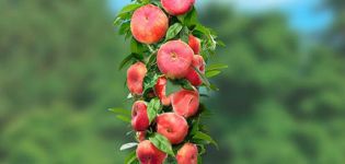 Description of varieties of columnar peaches, their planting and care, rules of agricultural technology