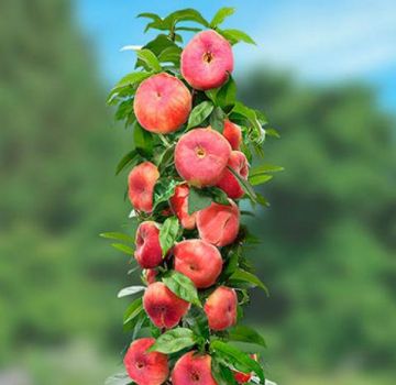 Description of varieties of columnar peaches, their planting and care, rules of agricultural technology