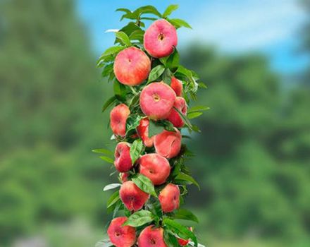 Description of varieties of columnar peaches, their planting and care, rules of agricultural technology