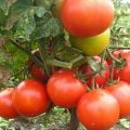 Jenis tomato terbaik dan produktif untuk wilayah utara di kawasan terbuka dan rumah hijau