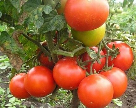 Las mejores y fructíferas variedades de tomates para las regiones del norte en campo abierto e invernaderos.