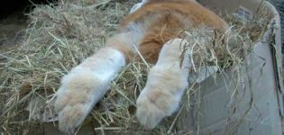 Quel foin et quelle paille sont les meilleurs pour nourrir les lapins et les règles d'introduction au régime