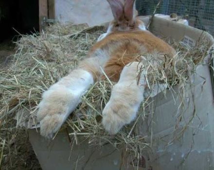 Quel foin et quelle paille sont les meilleurs pour nourrir les lapins et les règles d'introduction au régime