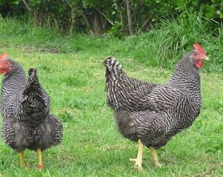 Description et caractéristiques de la productivité des poulets Plymouthrock, les subtilités du contenu