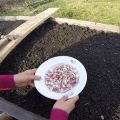 Plantar, cultivar y cuidar el ajo de primavera en campo abierto, si es necesario atar y cuándo