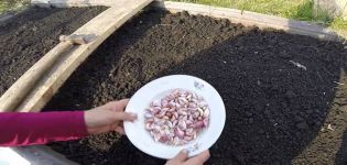 Planting, growing and caring for spring garlic in the open field, whether it is necessary to tie and when