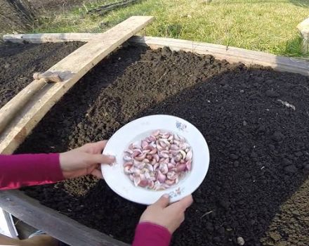 Planter, cultiver et entretenir l'ail de printemps en plein champ, s'il est nécessaire de l'attacher et quand