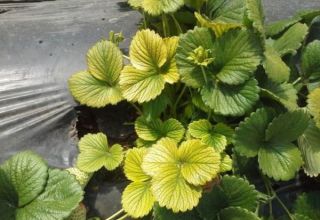 Why do strawberry leaves turn yellow and what to do