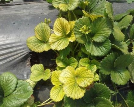 Why strawberry leaves turn yellow and what to do