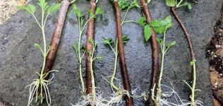 Cómo propagar moras con capas de aire y esquejes verdes en casa.