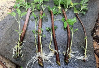 Cómo propagar moras con capas de aire y esquejes verdes en casa.