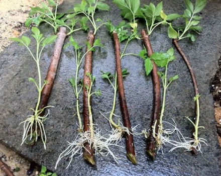 Cómo propagar moras con capas de aire y esquejes verdes en casa.