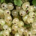 Useful properties and contraindications of white currant for human health