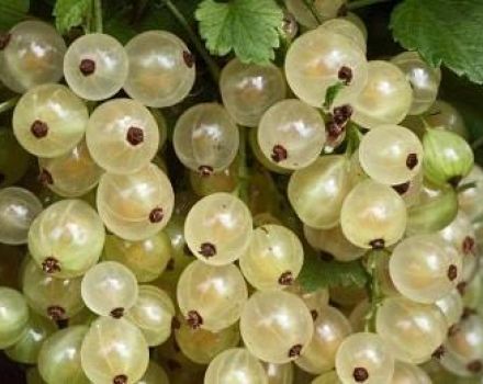 Useful properties and contraindications of white currant for human health