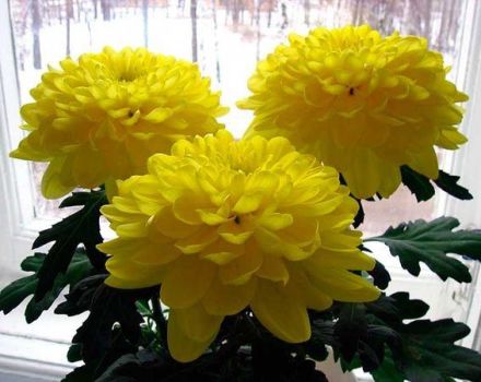 Why chrysanthemums do not bloom outdoors, how to speed up the process