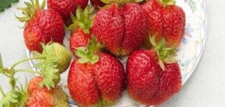 Description and characteristics of Bohemia strawberries, planting and care