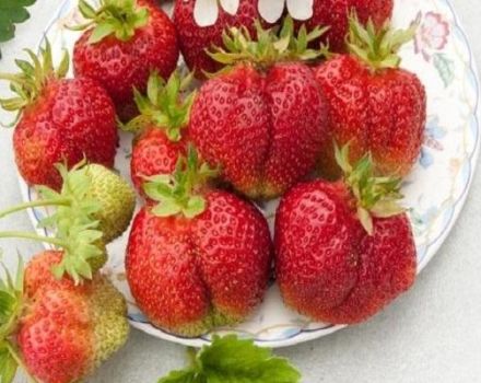 Penerangan dan ciri-ciri strawberi, penanaman dan penjagaan Bohemia