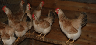 Caractéristiques et description de la race de mini poulets de viande, règles d'entretien