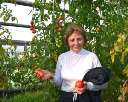 Caractéristiques et description de la variété de tomate Superbomb