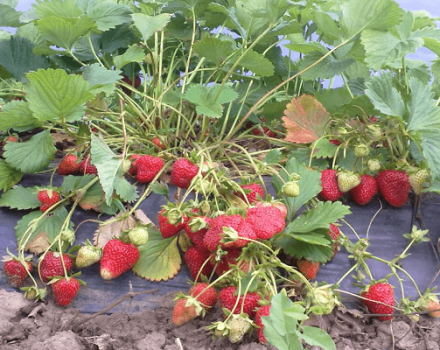 How to plant and care for strawberries according to the Frigo method