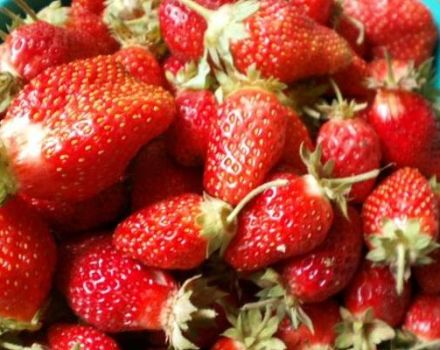 Description and characteristics of the Cinderella strawberry variety, planting and care