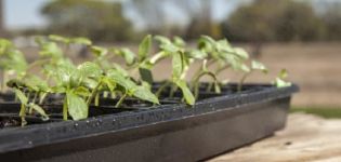 Formas efectivas de endurecer las plántulas de tomate.