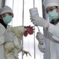 Description des maladies et causes des poulets de chair, symptômes et méthodes de traitement