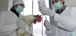 Description des maladies et causes des poulets de chair, symptômes et méthodes de traitement