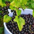 Penerangan dan ciri-ciri varieti currant hitam Perun, penanaman dan penjagaan